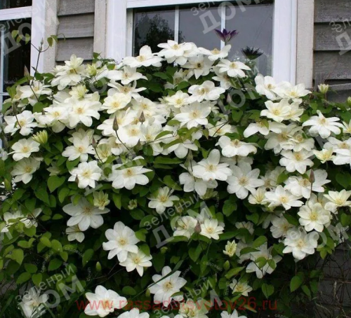 Clematis Guernsey Cream