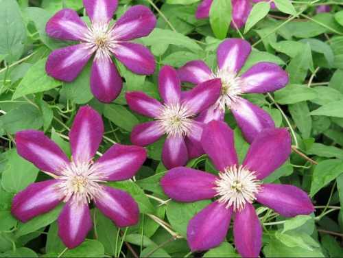 Clematis Firefly