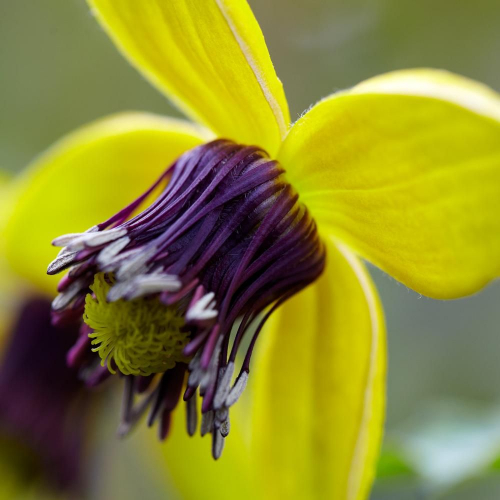 Clematis Golden Tiara