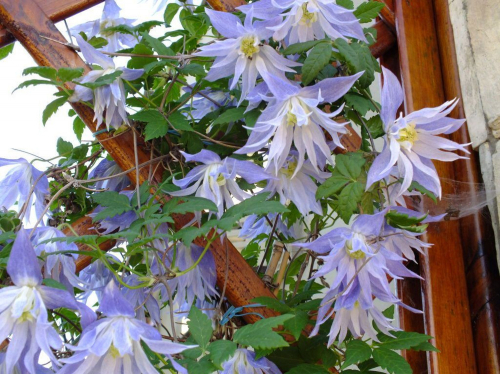 Clematis Eximia