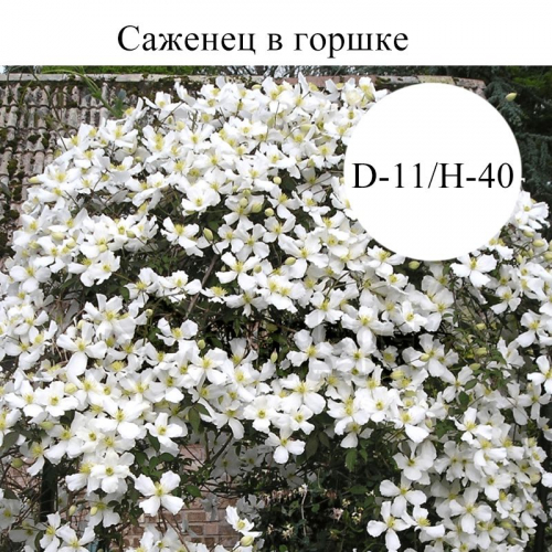 Clematis Grandiflora