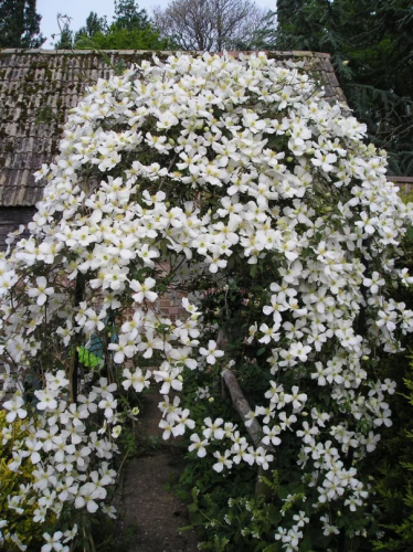 Clematis Grandiflora