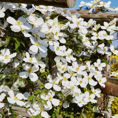 Clematis Grandiflora