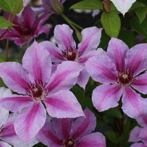 Clematis Girenas