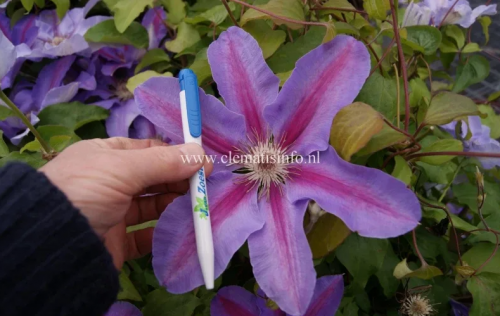 Clematis Etoile de Malicorne