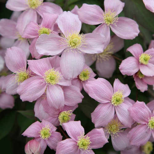 Clematis Fragrant Spring