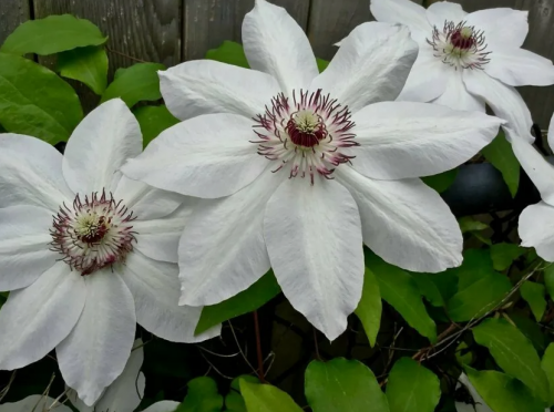 Clematis Henryi