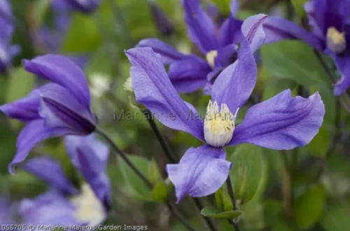 Clematis Fukuzono