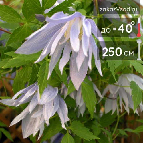 Clematis Eximia
