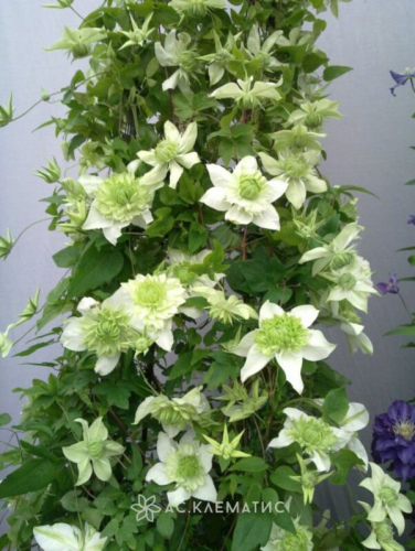 Clematis florida Alba Plena