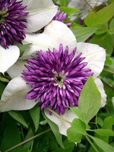 Clematis florida sieboldiana