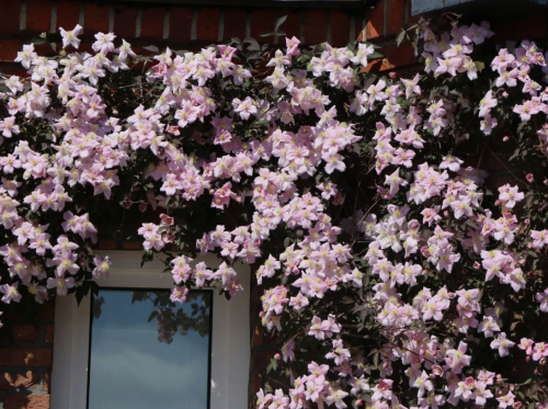 Clematis Fragrant Spring