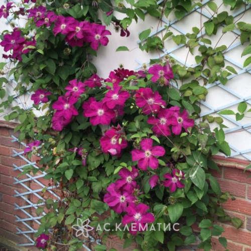 Clematis Ernest Markham