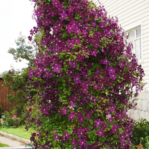 Clematis Gipsy Queen