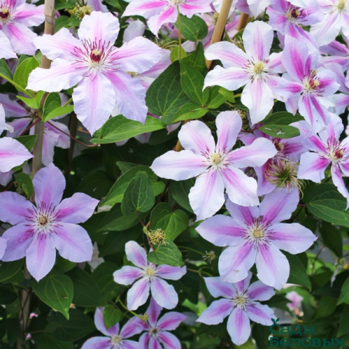 Clematis Girenas