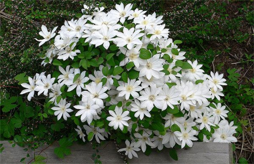 Clematis Henryi