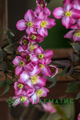 Clematis Freda