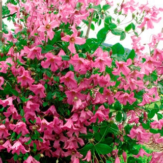 Clematis Heather Herschell