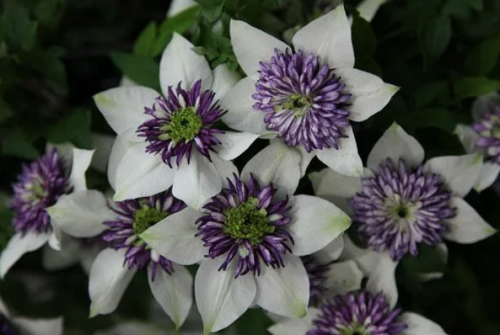Clematis florida sieboldiana