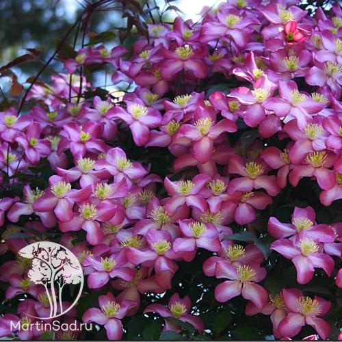 Clematis Freda