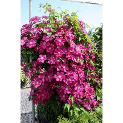 Clematis Ernest Markham