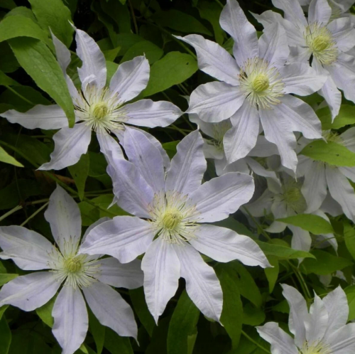Clematis Etoile Nacree