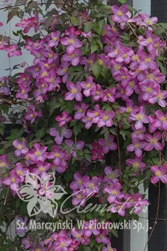 Clematis Freda
