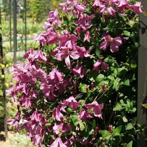 Clematis Heather Herschell