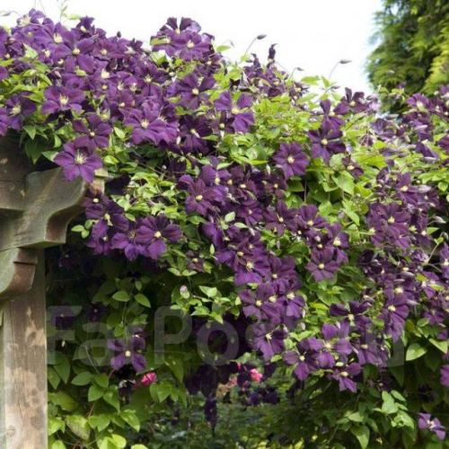 Clematis Etoile Violette