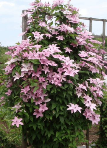 Clematis Hagley Hybrid