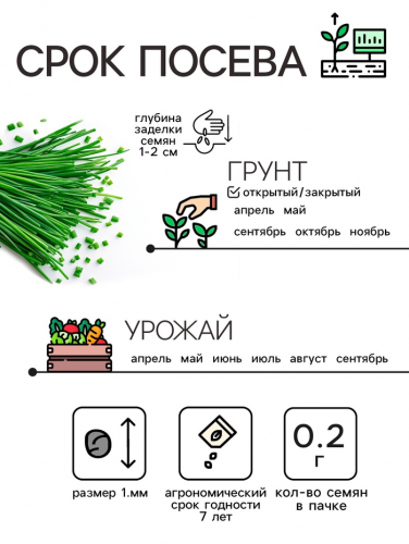 Семена Лук шнитт 