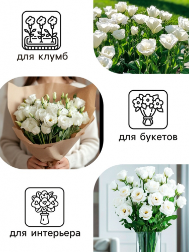 Семена   Эустома 