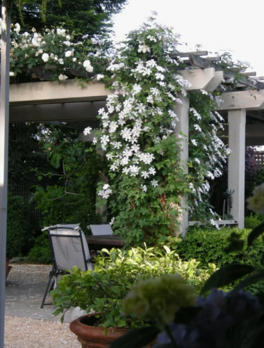 Clematis Huldine
