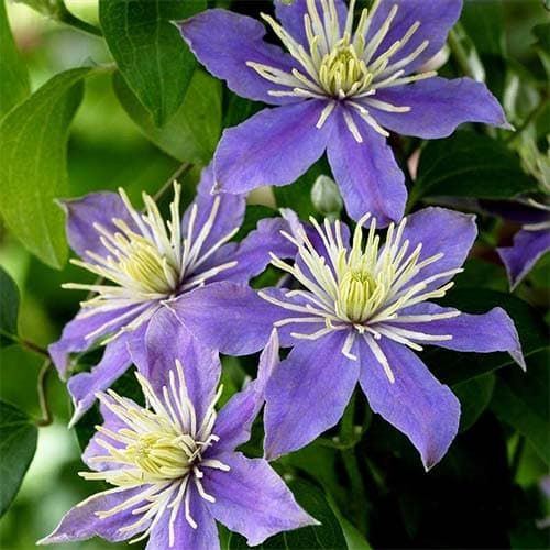 Clematis Justa