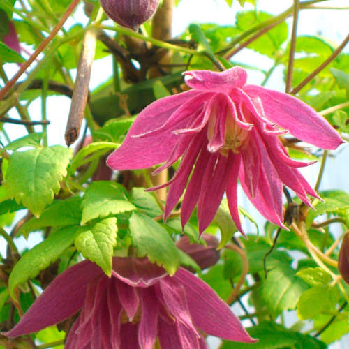 Clematis Imke