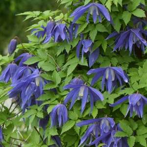 Clematis Jiska
