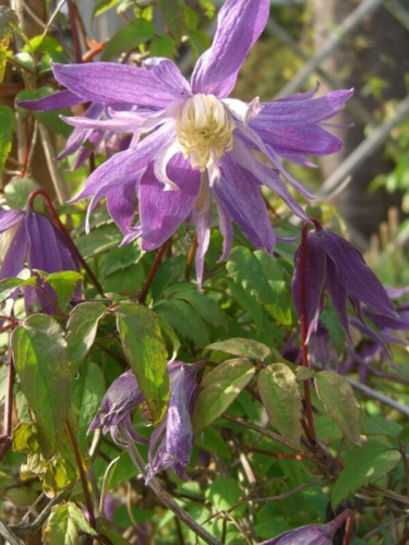 Clematis Jan Lindmark