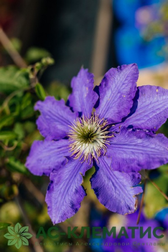 Clematis Lasurstern