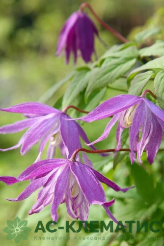 Clematis Jan Lindmark