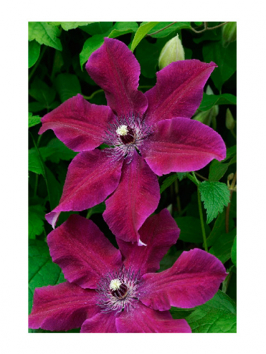 Clematis Huvi