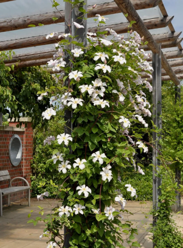 Clematis Huldine