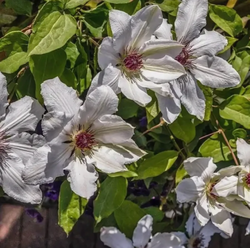 Clematis James Mason