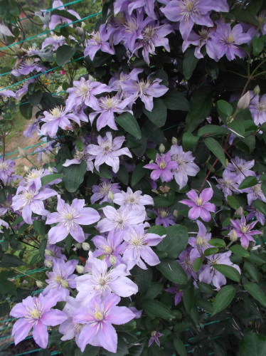 Clematis Justa