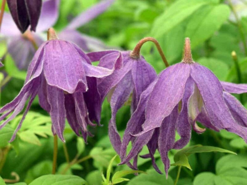 Clematis Jan Lindmark