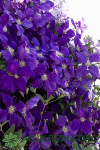 Clematis Jackmanii