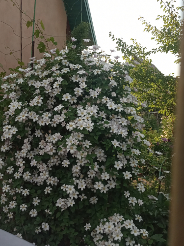 Clematis Huldine