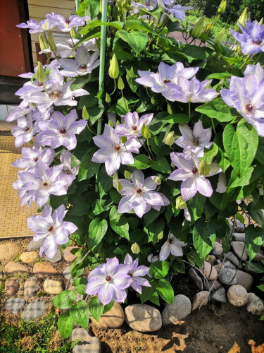 Clematis Ivan Olsson