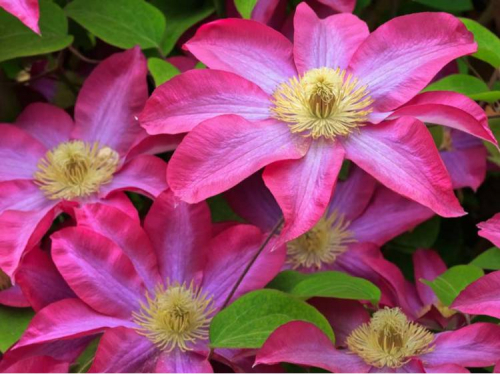 Clematis Kakio (Pink Champagne)