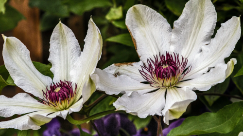 Clematis James Mason