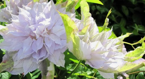 Clematis Jackmanii Alba